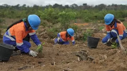 Foto: Alcoa - Plantio de mudas reabilita&ccedil;&atilde;o 2026 
