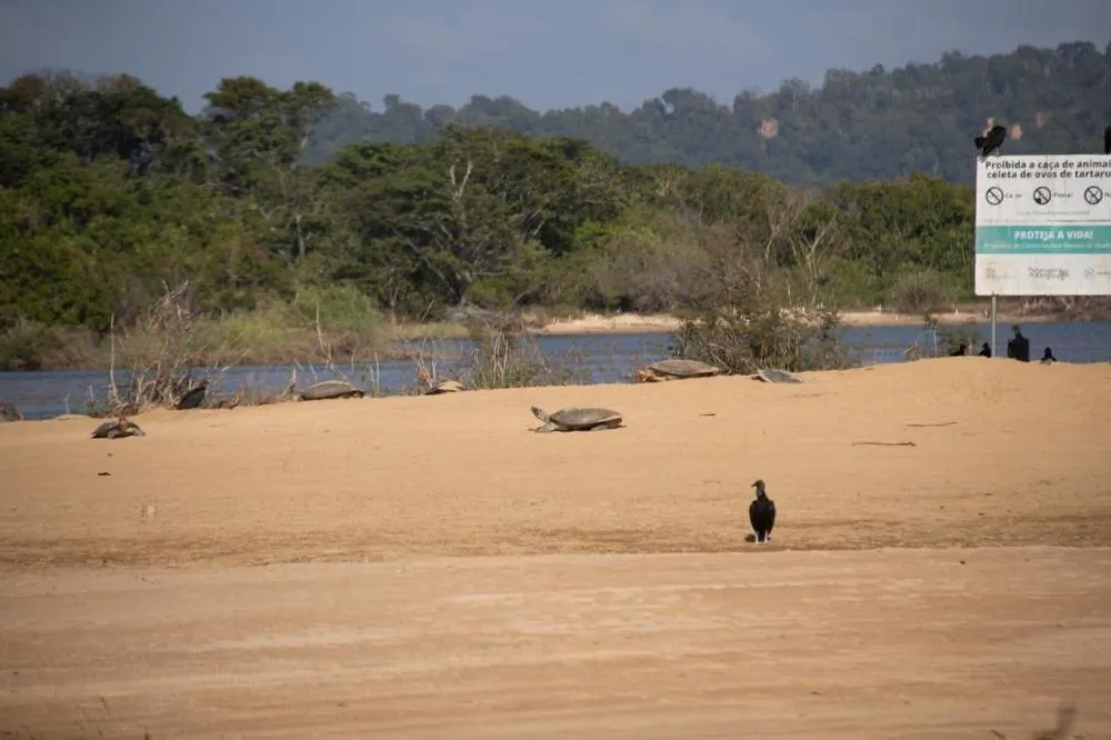 Justiça determina fiscalização para proteger tartarugas no Tabuleiro do Embaubal, no Pará